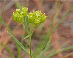 Image of Savannah Milkweed