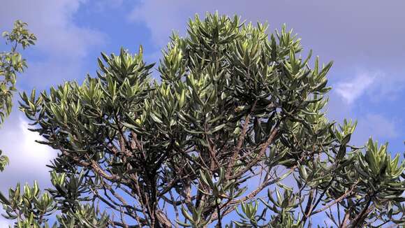 Image of Vochysia thyrsoidea Pohl