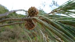 Image of Casuarina equisetifolia subsp. incana (Benth.) L. A. S. Johnson