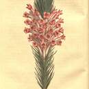 Image of Erica longifolia Donn