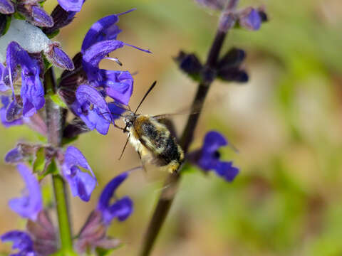 Imagem de Hemaris tityus (Linnaeus 1758)