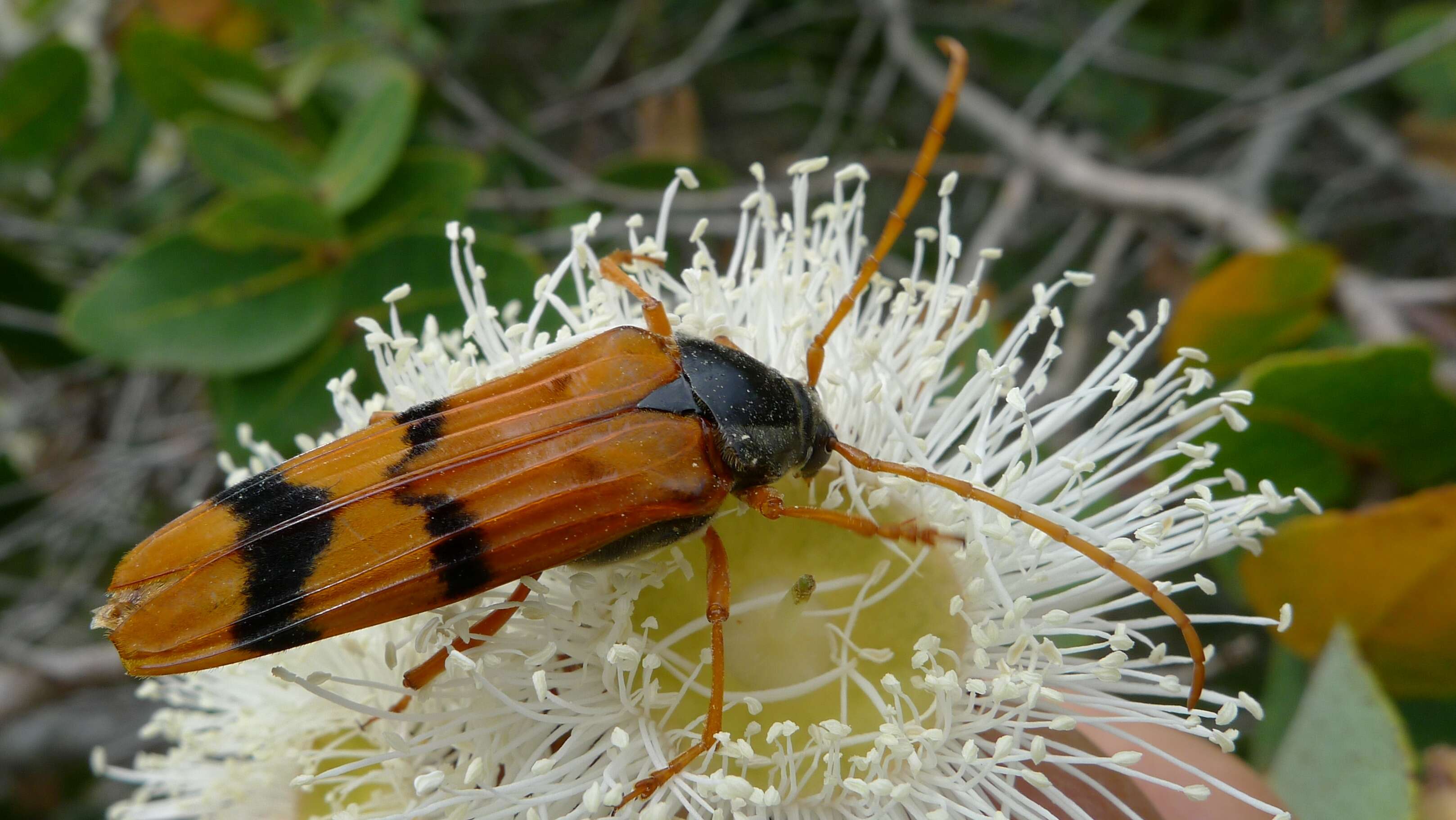 Image of Tragocerus