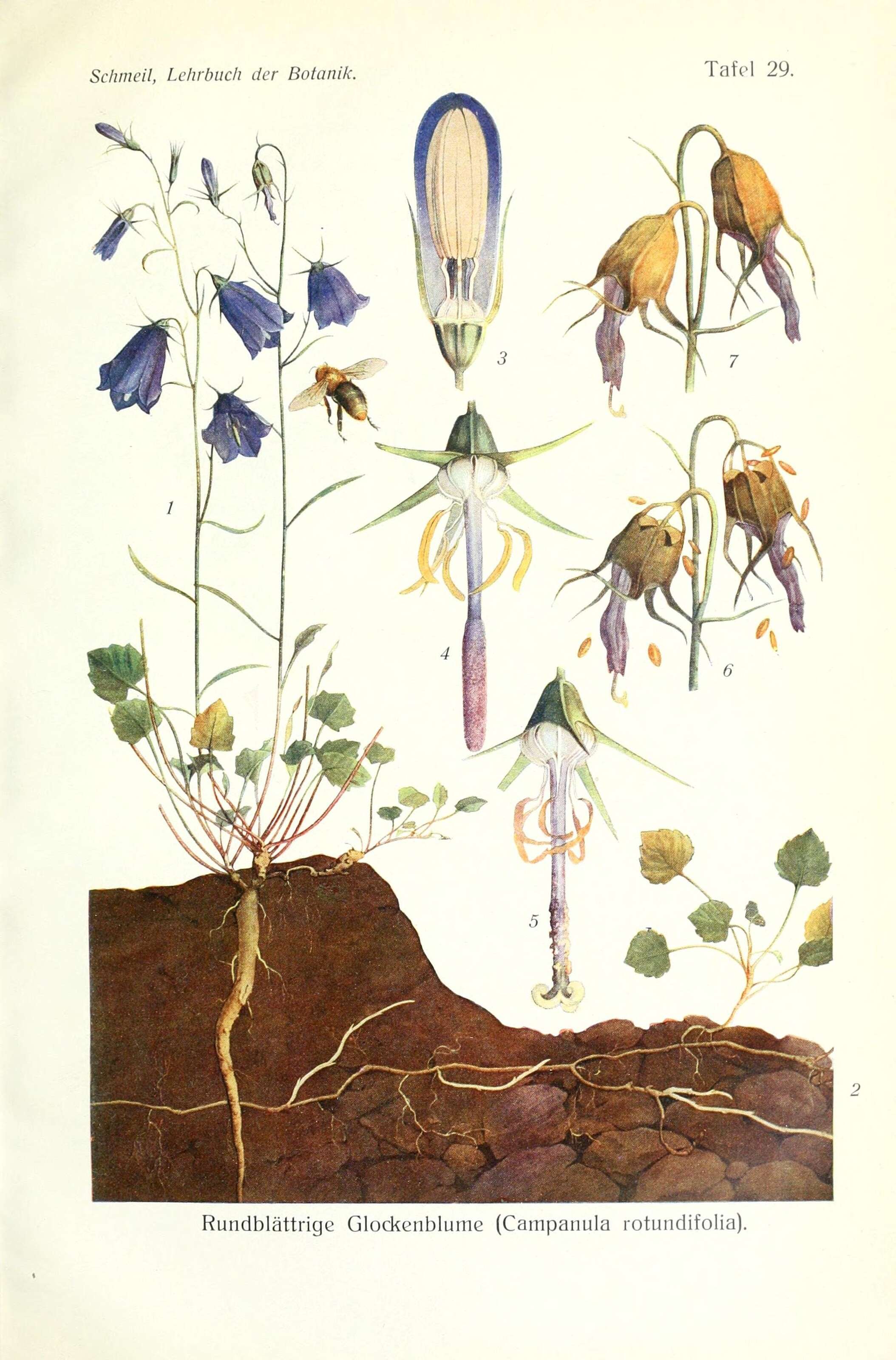 Image of Bellflowers