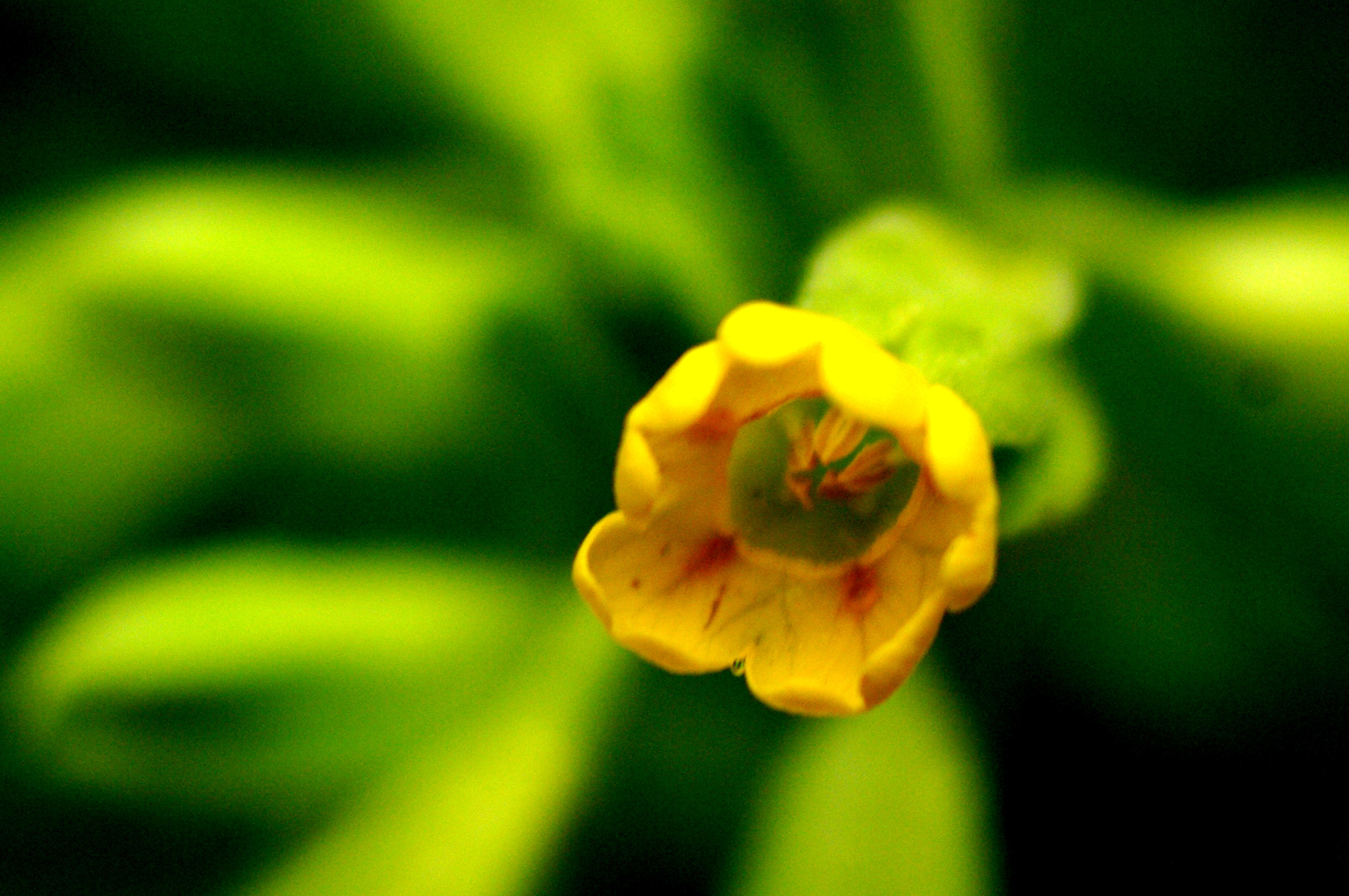 Image of Cowslip