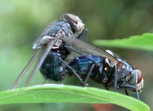 Imagem de Calliphora vicina Robineau-Desvoidy 1830