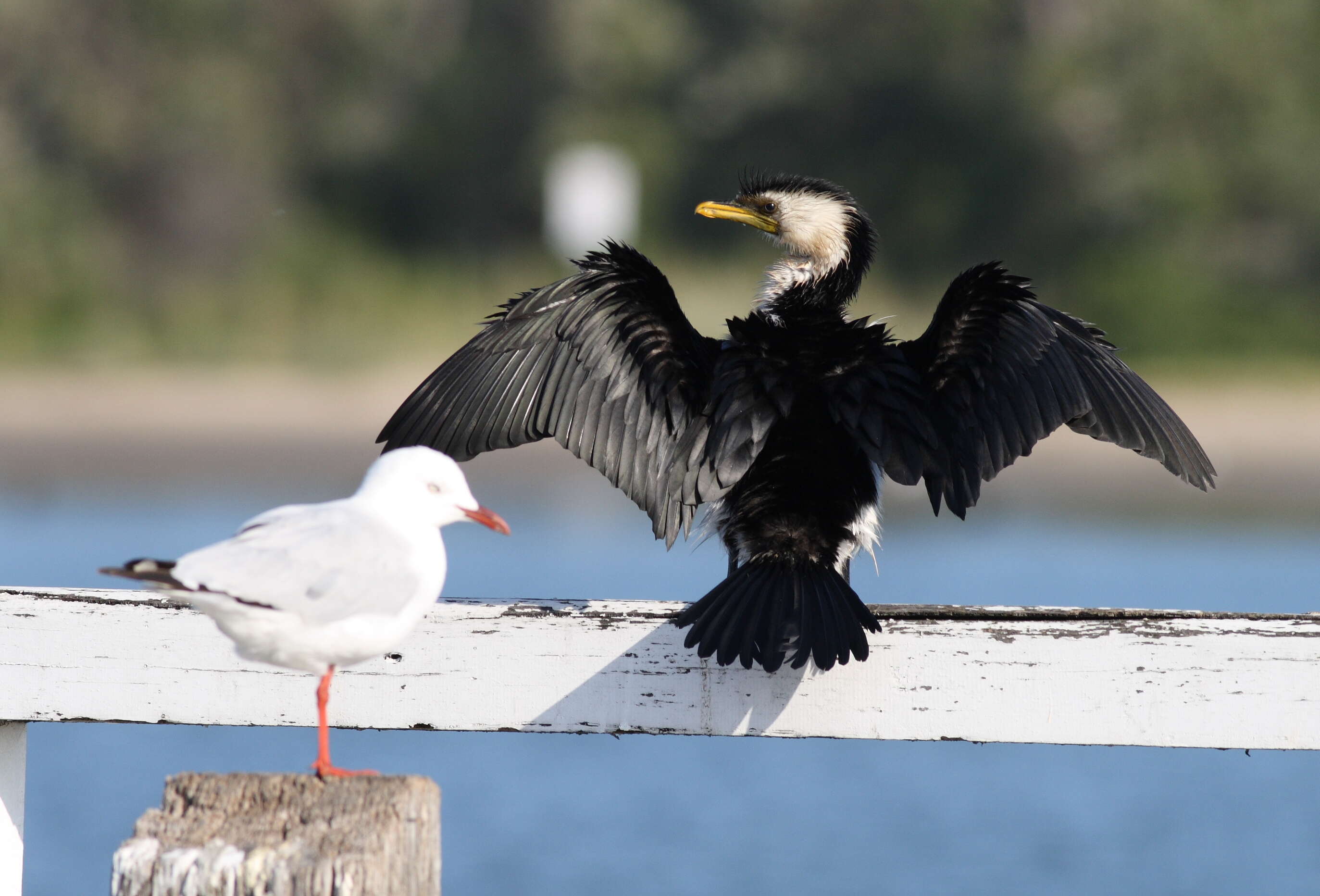 Image of Dwarf cormorants