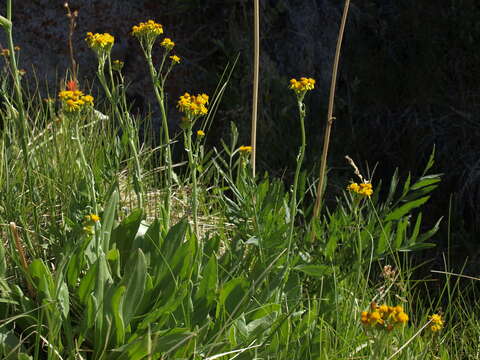 Plancia ëd Senecio integerrimus var. exaltatus (Nutt.) Cronq.