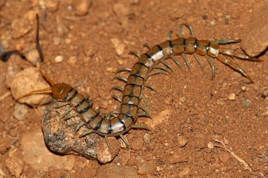 Image of red-headed centipede