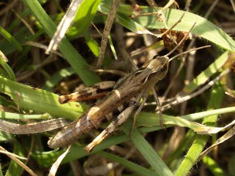 Image of two-marked grasshopper