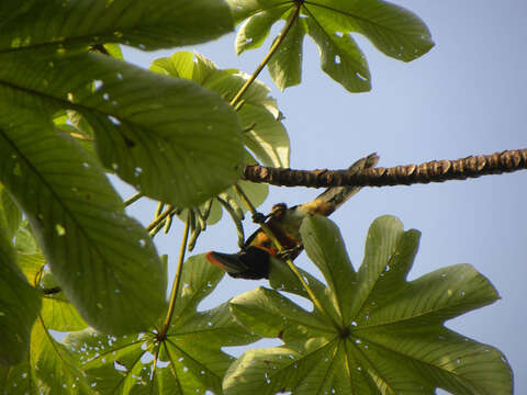 Image of Fiery-billed Aracari