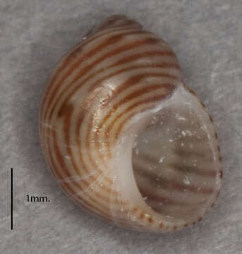 Image of European Pheasant Shell