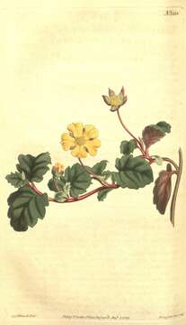 Image of Hibbertia grossulariifolia (Salisb.) Salisb.