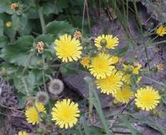 Image of Hieracium amplexicaule L.