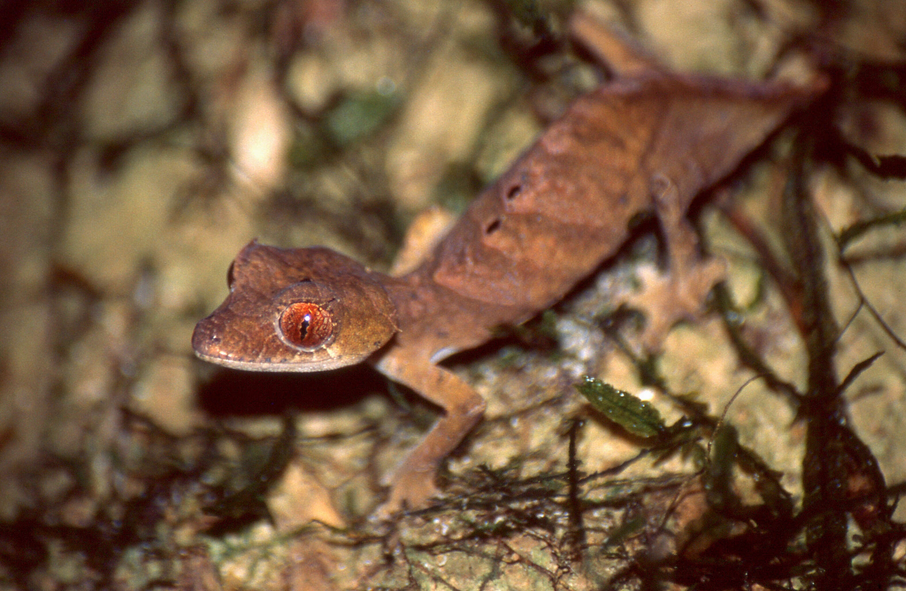 Image of Flat-tail geckos