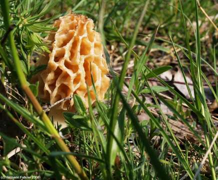 Image de Morchella esculenta (L.) Pers. 1801