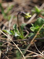 Image of Dwarf Pansy