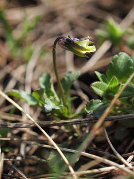 Image of Dwarf Pansy