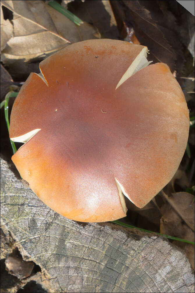 Image of Hypholoma