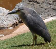 Image of Night Herons