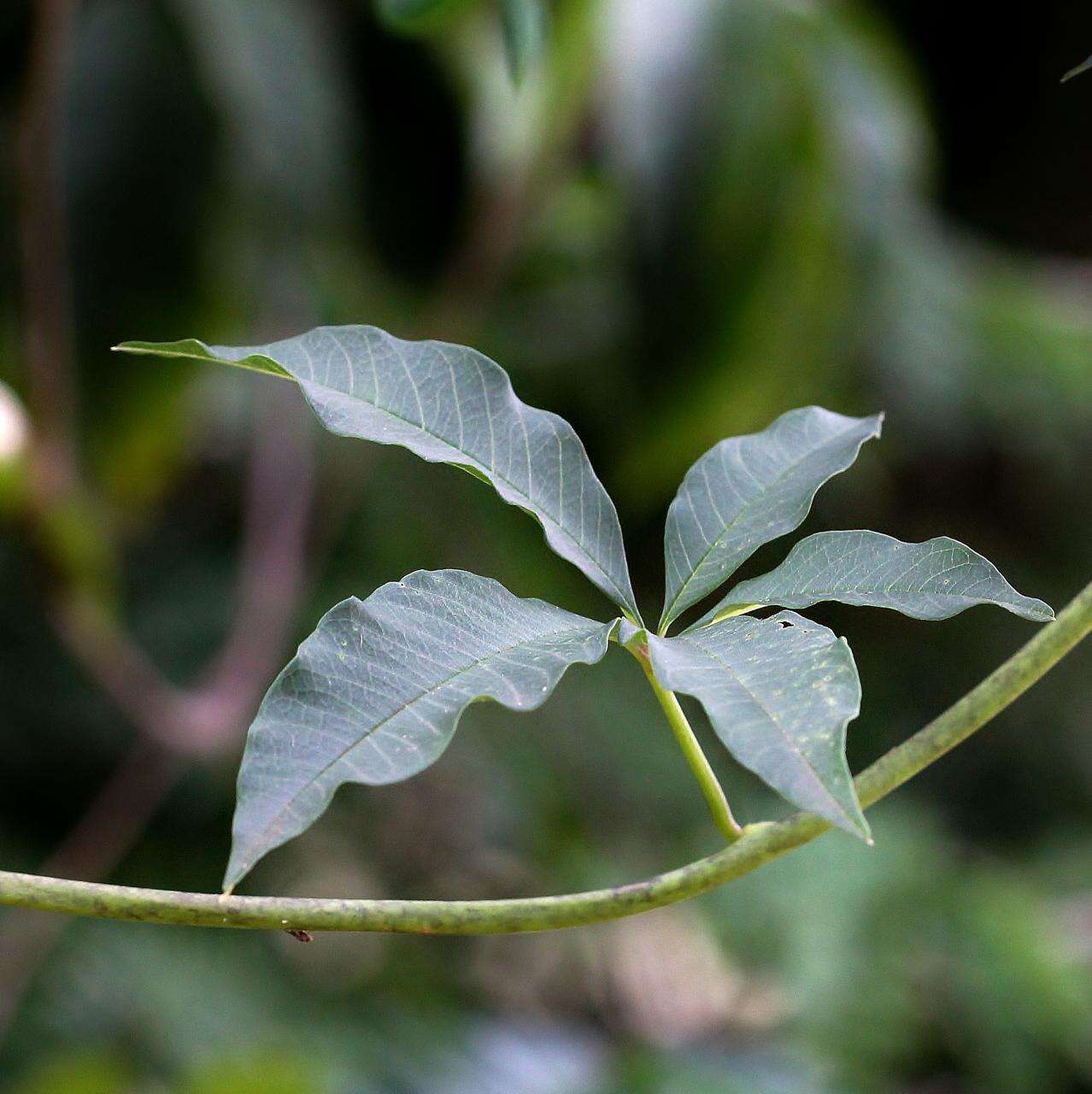 Image of Distimake macrocalyx (Ruiz & Pav.) A. R. Simões & Staples