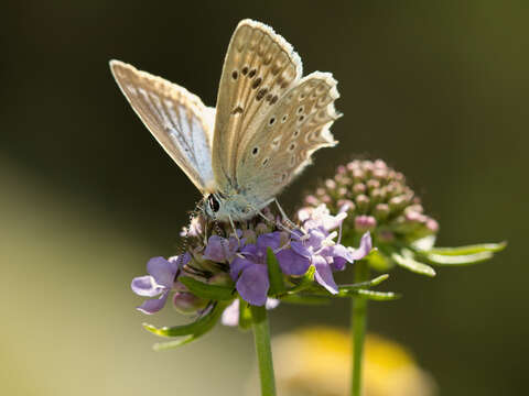 Image of Polyommatus