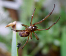 Image of Cobweb weaver