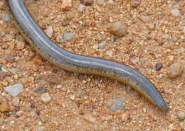 Image of Peter's Giant Blind Snake