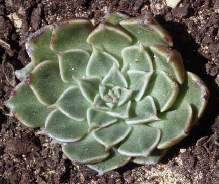 Image of Graptopetalum bellum (Moran & Meyran) D. R. Hunt