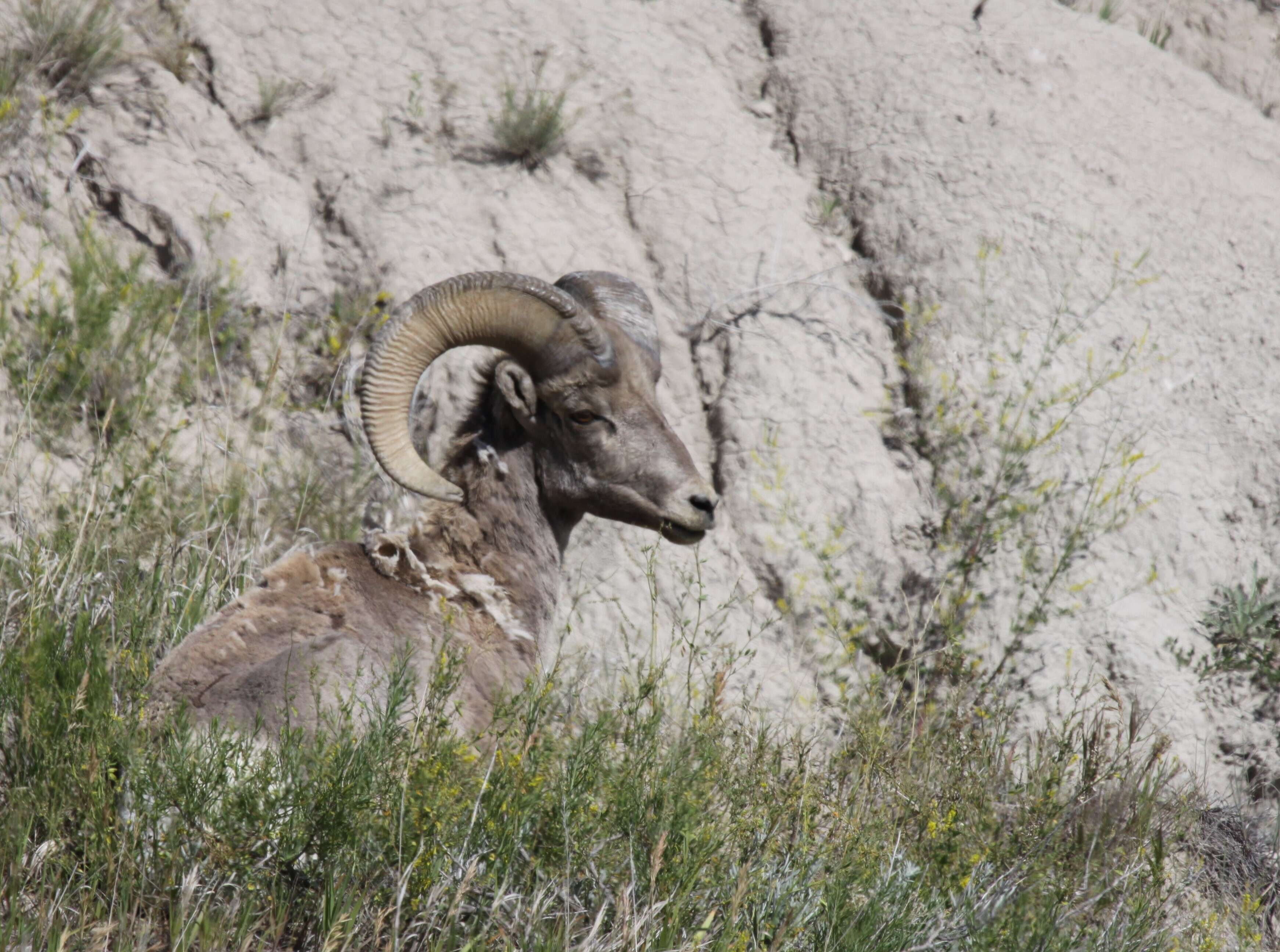 Image of bighorn sheep