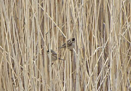 Image of Emberiza Linnaeus 1758