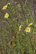 Image of cinquefoil