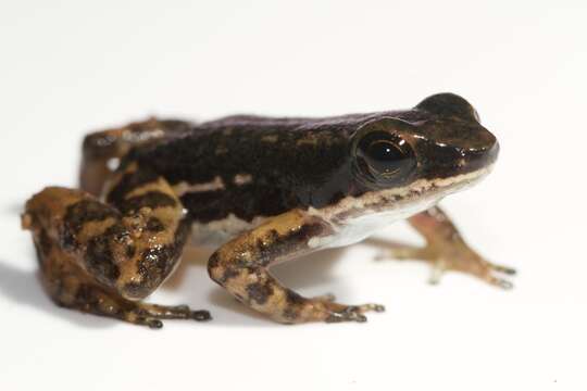 Image of Panama rocket frog