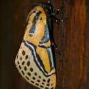 Image of Hieroglyphic Moth