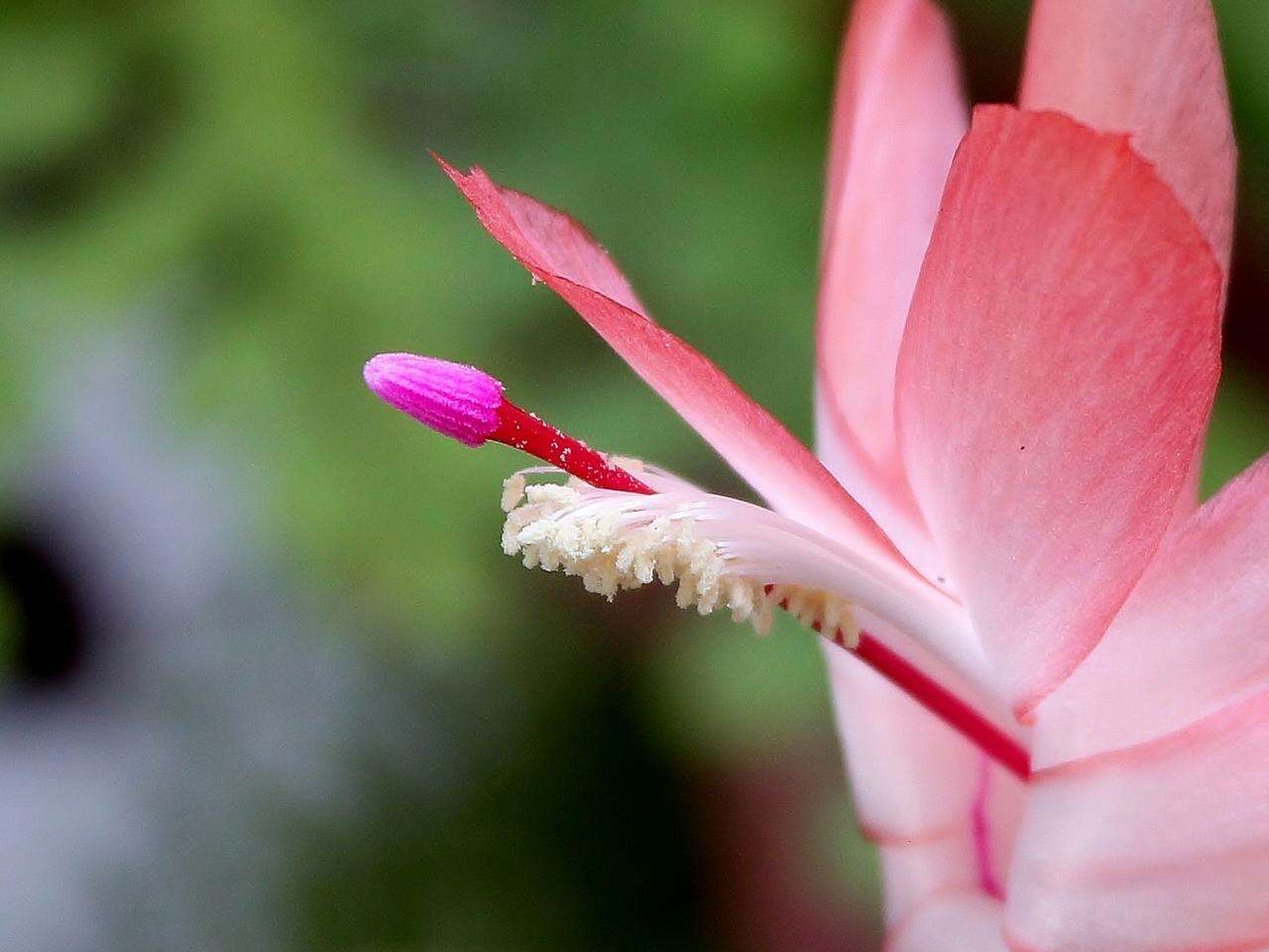 Plancia ëd Schlumbergera truncata (Haw.) Moran