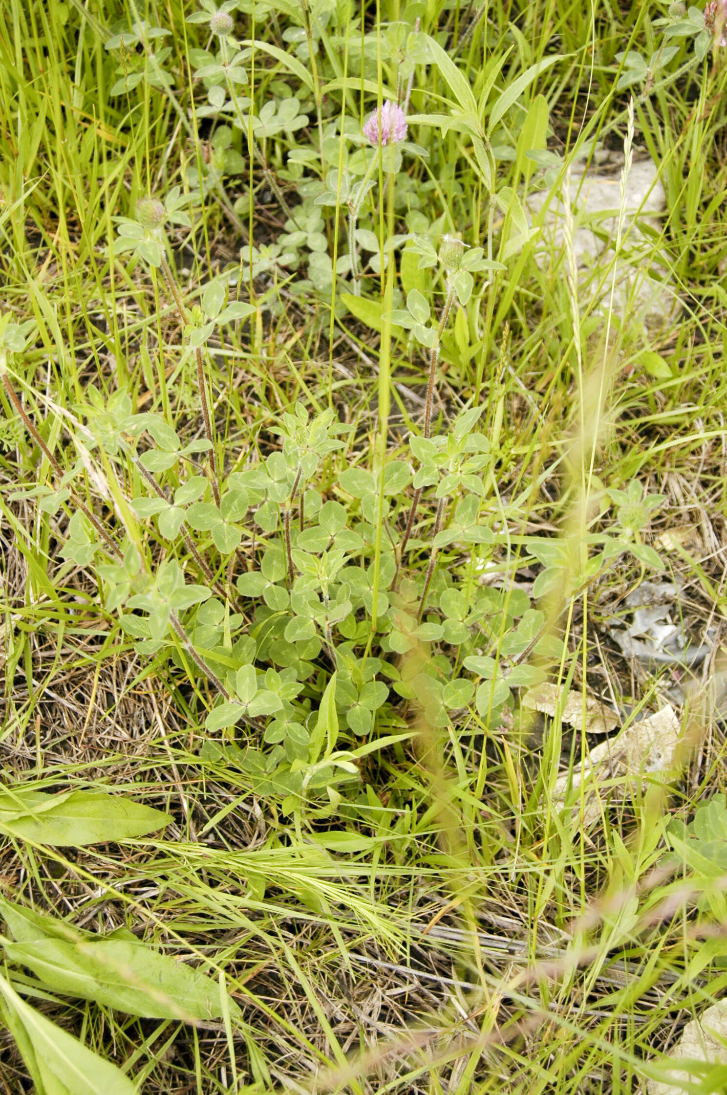 Image of clover