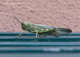 Image of egyptian grasshopper, tree locust