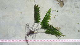Image of bristle fern