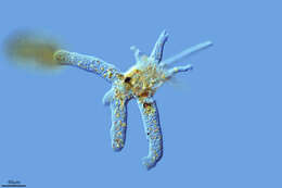 Image of Amoebidae