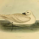 Image of Snow Petrel