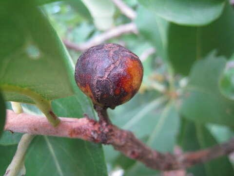 Imagem de Xanthostemon paradoxus F. Müll.