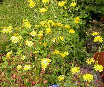 Image of hawksbeard