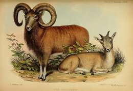 Image of Mouflon