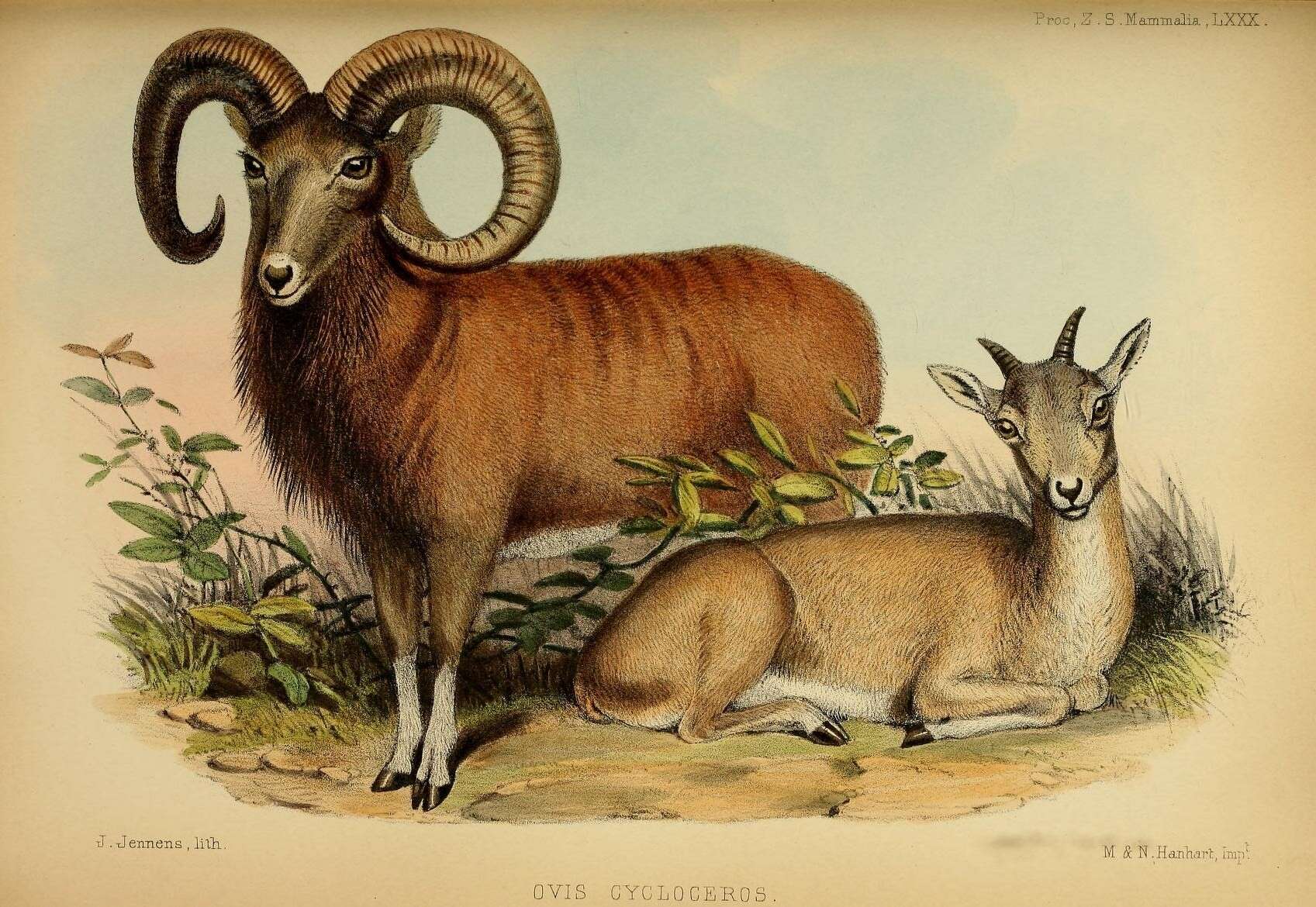 Image of Mouflon