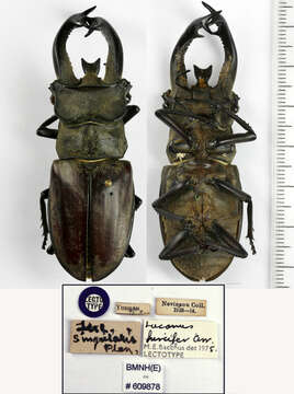 Lucanus thibetanus Planet 1898的圖片