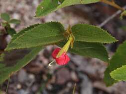 Image of Helicteres andersonii Cristóbal