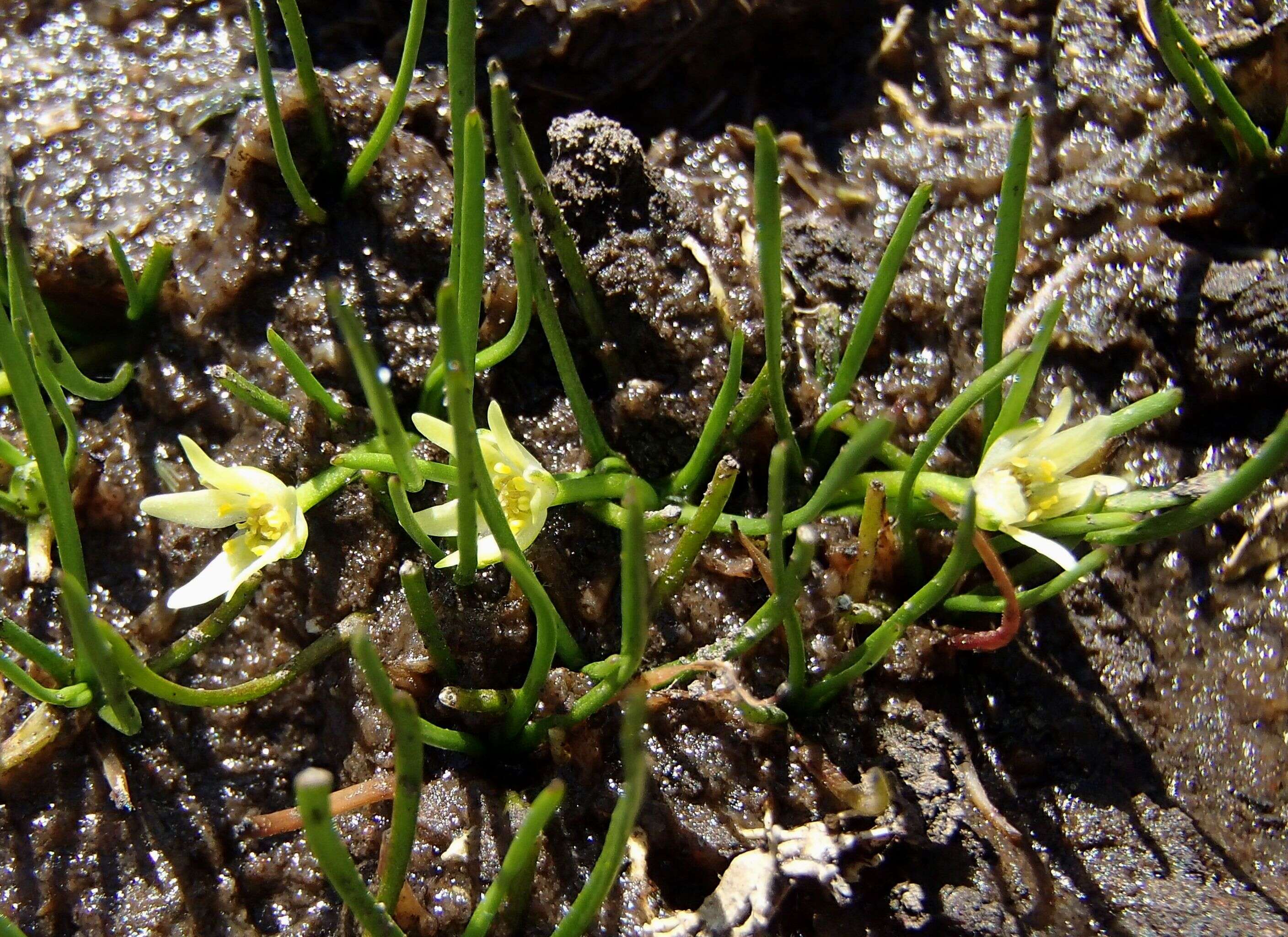 Image of Ranunculus setaceus Rodway