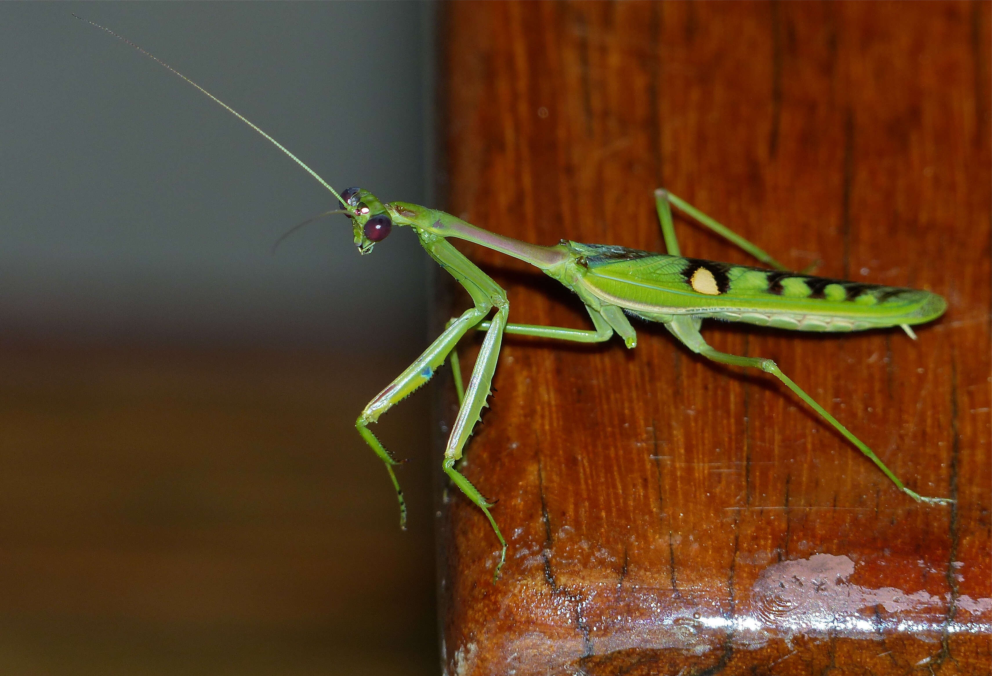 Image of African praying mantis