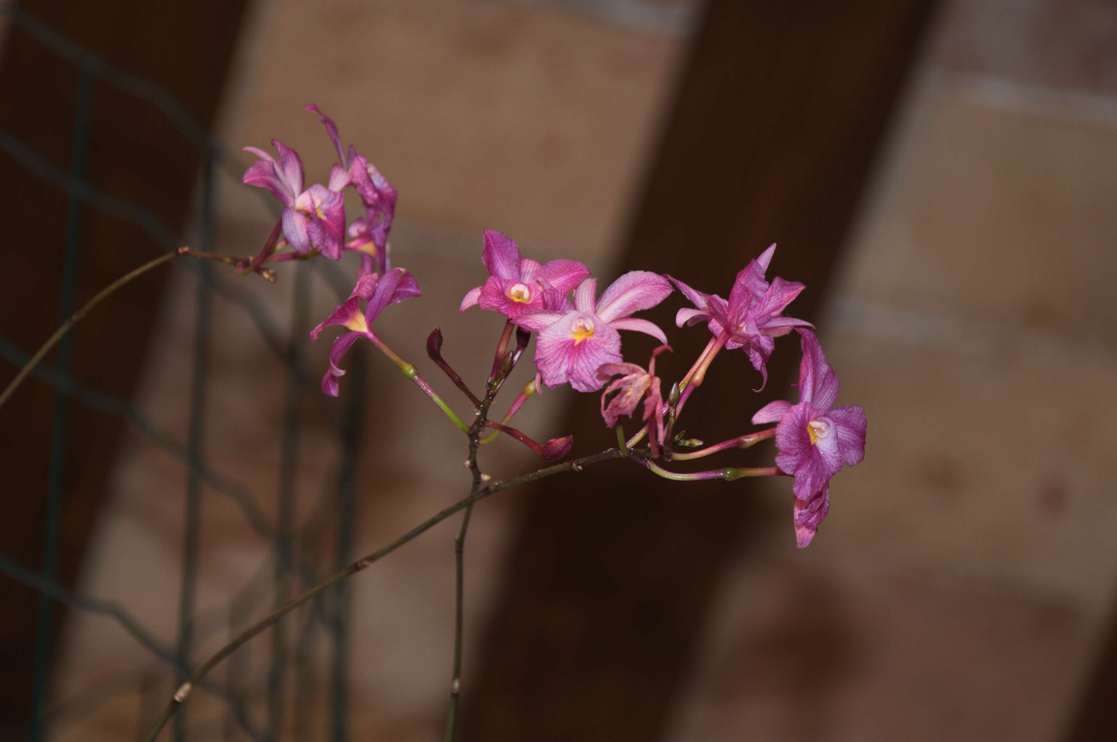 Broughtonia sanguinea (Sw.) R. Br. resmi