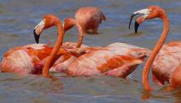 Imagem de Phoenicopterus ruber Linnaeus 1758