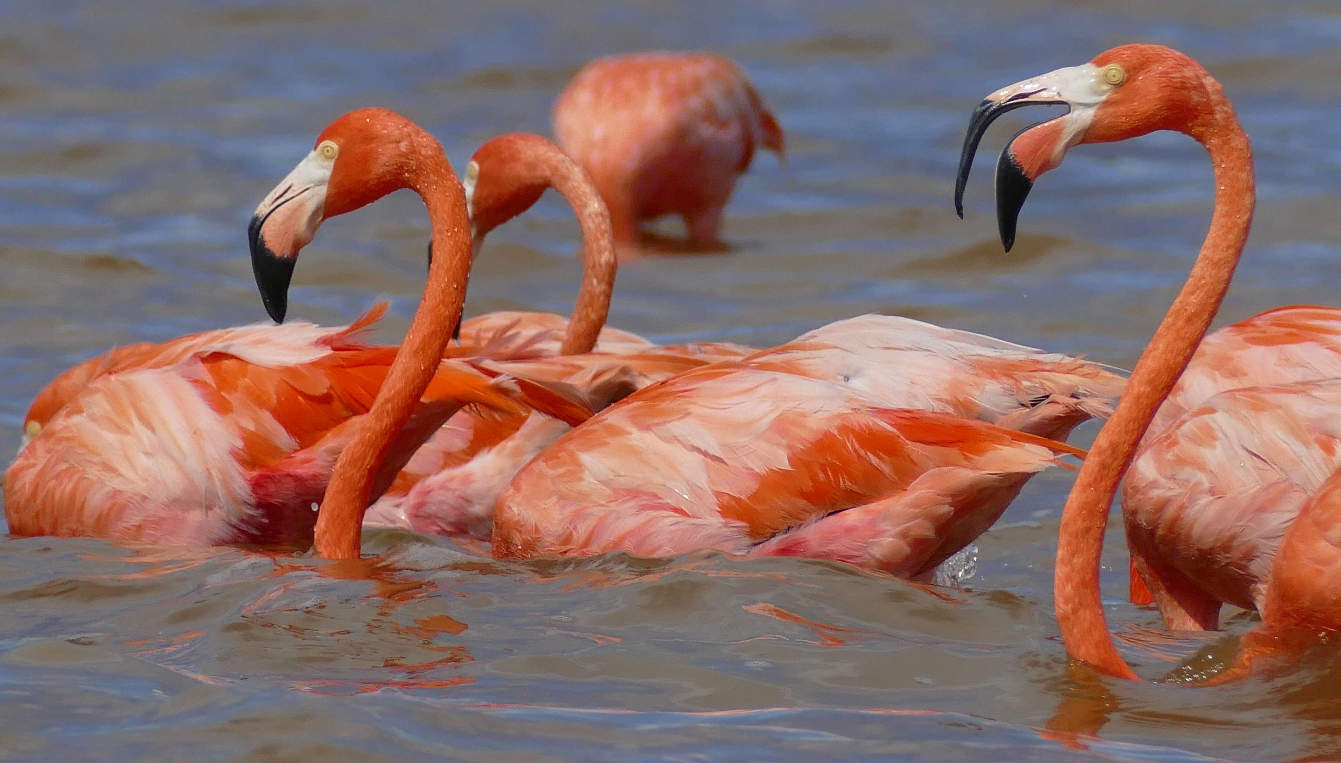 Imagem de Phoenicopterus Linnaeus 1758